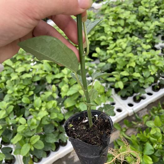 博罗县百香果苗供应代育加工常年供应