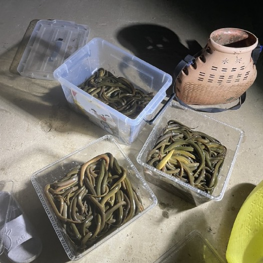 固始县土黄鳝