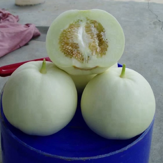 博罗县广东香瓜品种保证常年供应，质量优良品种，