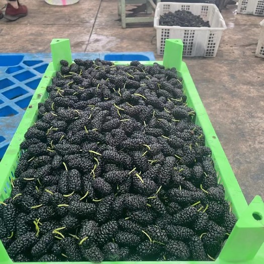 德昌县桑葚