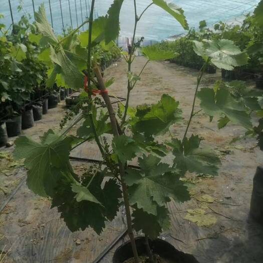 晋州市盆栽葡萄树大量有货当年挂果