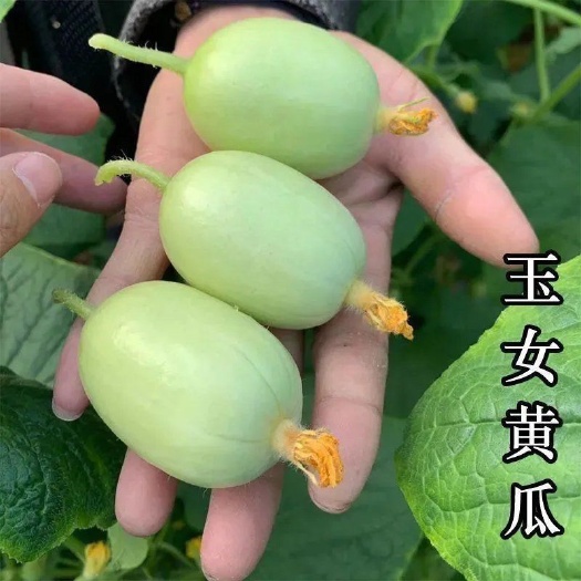 寿光市金童玉女拇指小水果黄瓜苗秧旱大小黄瓜种籽四季盆栽春秋蔬菜种苗