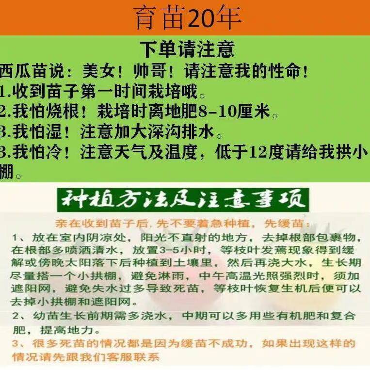 羊角蜜甜瓜苗冰糖甜瓜瓜苗超甜薄皮早熟甜瓜种子哈密瓜香瓜苗盆栽