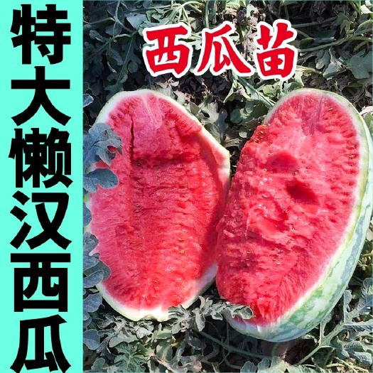 寿光市特大懒汉西瓜秧苗巨型西瓜种籽带土发货春秋四季庭院种植早春阳台