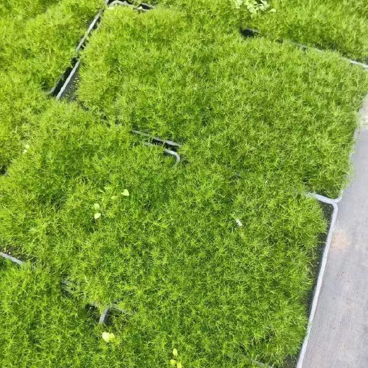 爱尔兰珍珠草大量有现货