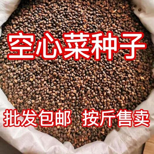 成都四季空心菜种子三叉空心菜的种子阳台盆栽柳叶空心菜种青梗可水培
