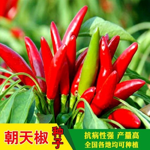成都朝天椒种子高产超辣早熟小米辣种籽菜园蔬菜种阳台盆栽农家指天椒