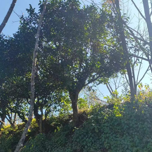 恭城县茶叶树