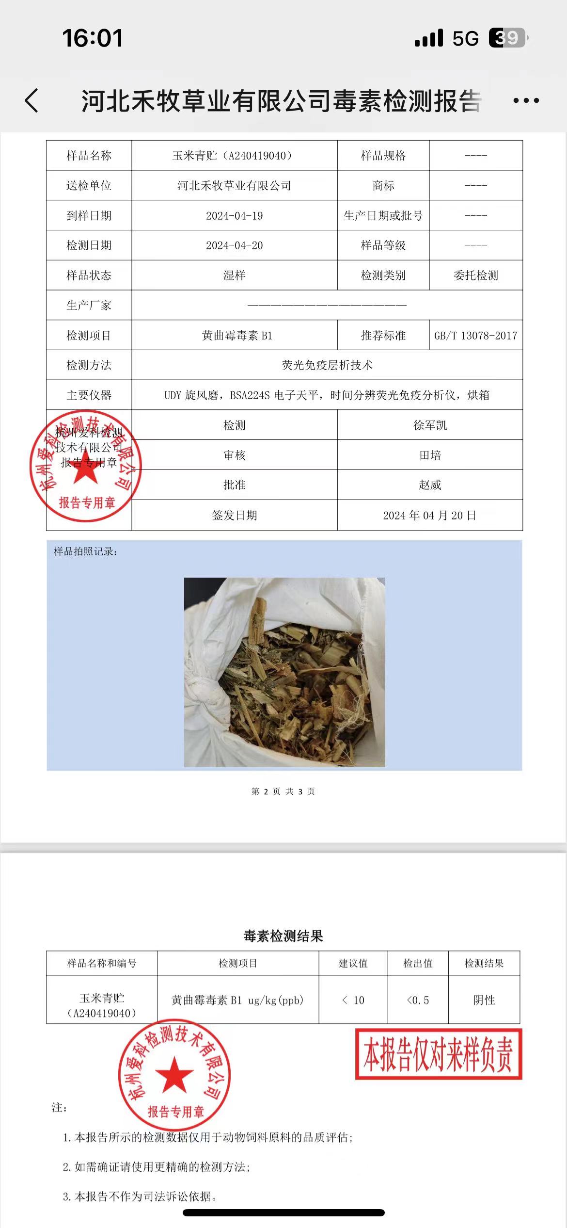 高标准全珠玉米青储