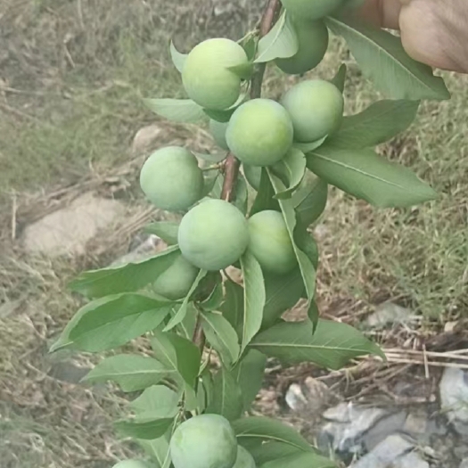 象州县早李