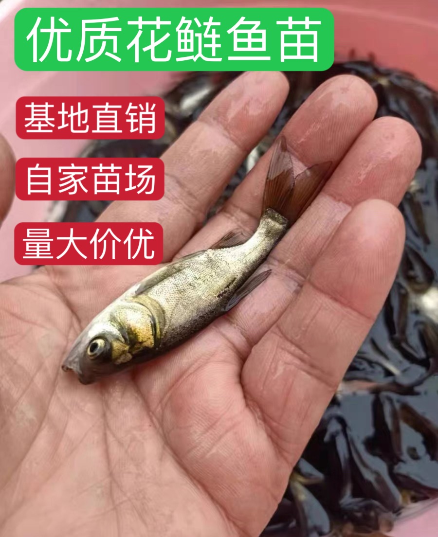 花鰱魚苗