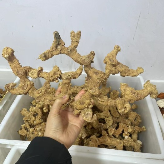 巴中姜形黄精