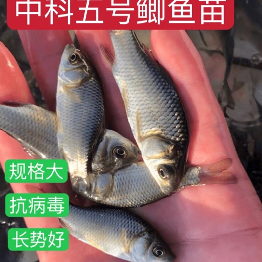 重庆市优质中科五号 鲫鱼苗，