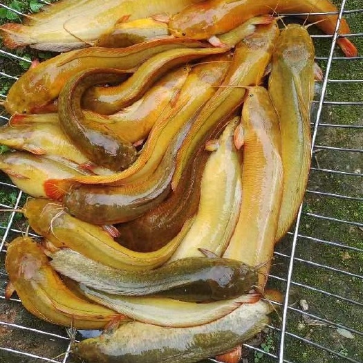 桂平市山泉水养殖塘角鱼