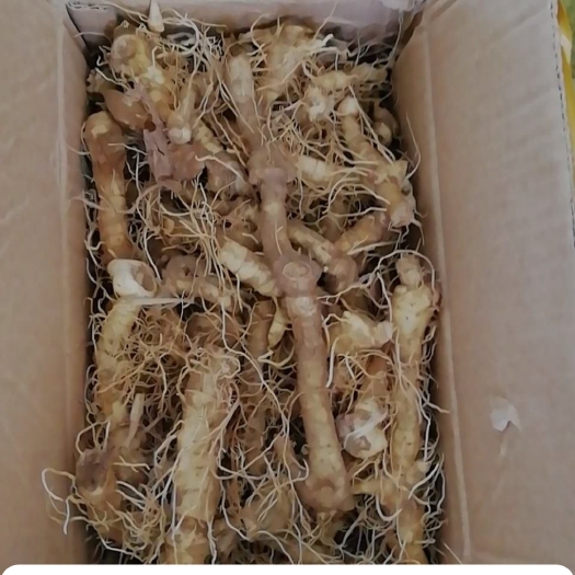 长海县玉竹