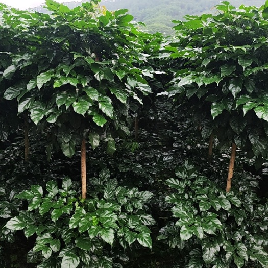 海南菜豆树  新品种绿宝树32盆！1米4高度！没出地根！