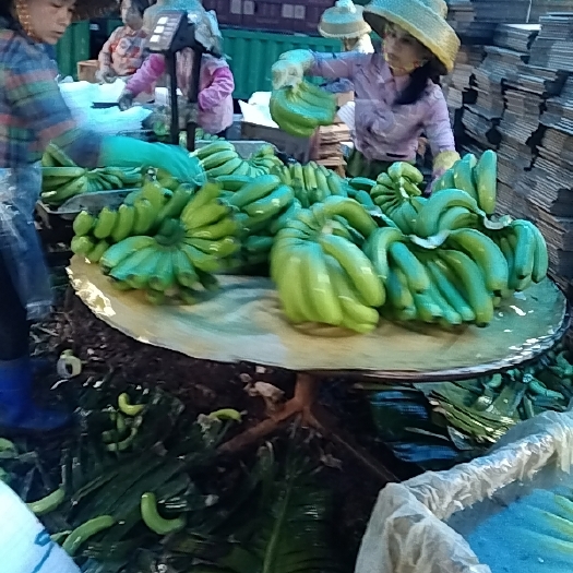 徐闻县芭蕉