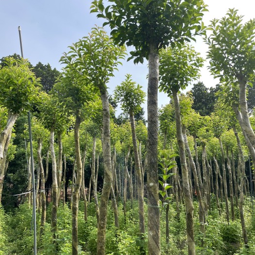 遂溪县红果冬青(白银)袋苗