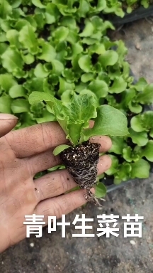 邯郸散叶生菜苗