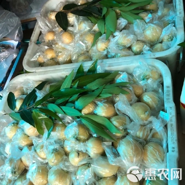 新鲜水蒲桃果叮当果香果风鼓亚热带水果优质天然野果蒲桃水果