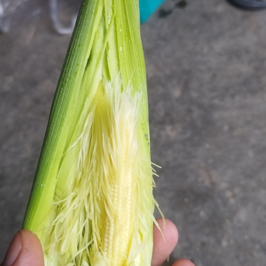 垫江甜糯玉米笋