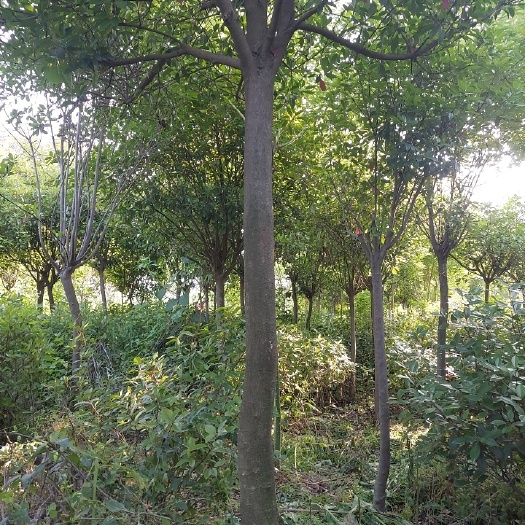 周至县高杆红叶石楠8公分