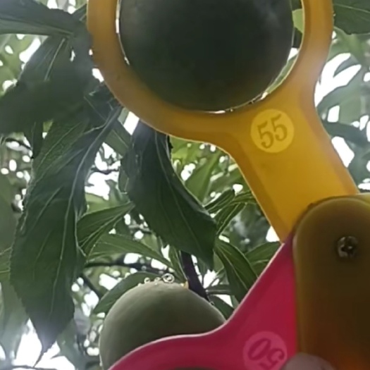 兴义市精品果，下果