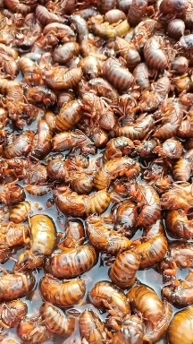 重庆市金蝉