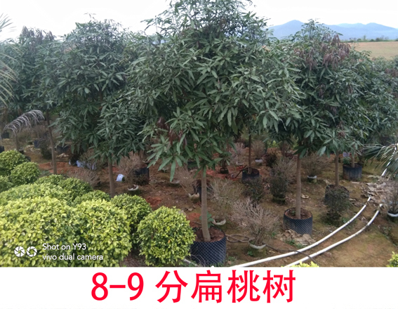 南宁扁桃树出售