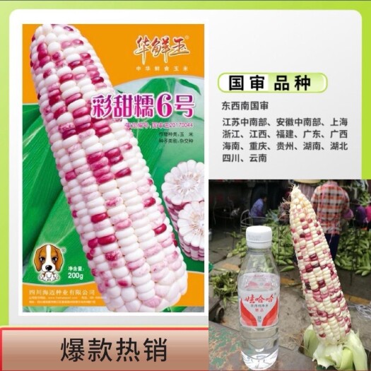 沭阳县国审彩甜糯6号 玉米种子非转基因甜糯玉米香甜软糯早熟大棒春秋