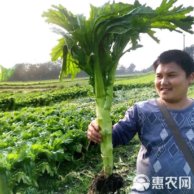 川地特花叶大棒菜种子早熟耐肥耐寒抗病脆嫩爽口棒菜籽大田用种孑