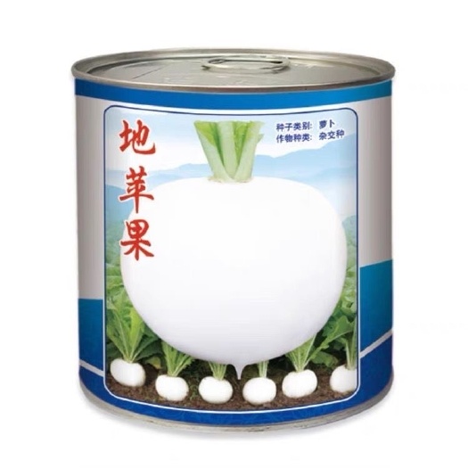 沭阳县地苹果杂交冰糖萝卜种子早熟秋季耐寒萝卜种春不老白萝卜脆甜多汁