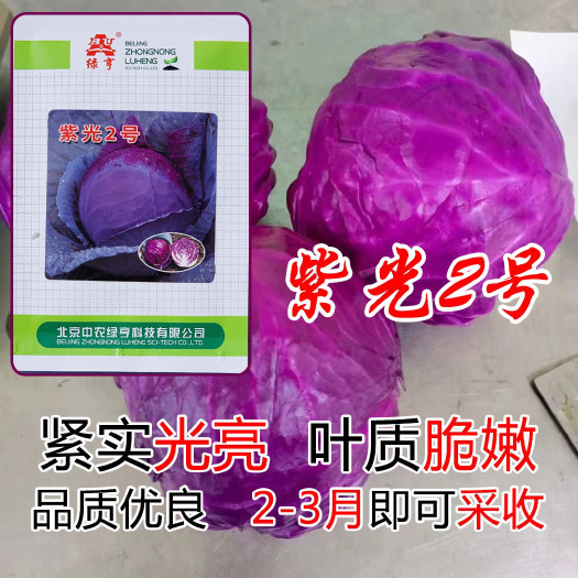 紫甘蓝种子绿亨紫光2号紫甘兰种子杂交结球包菜中熟抗病四季菜籽