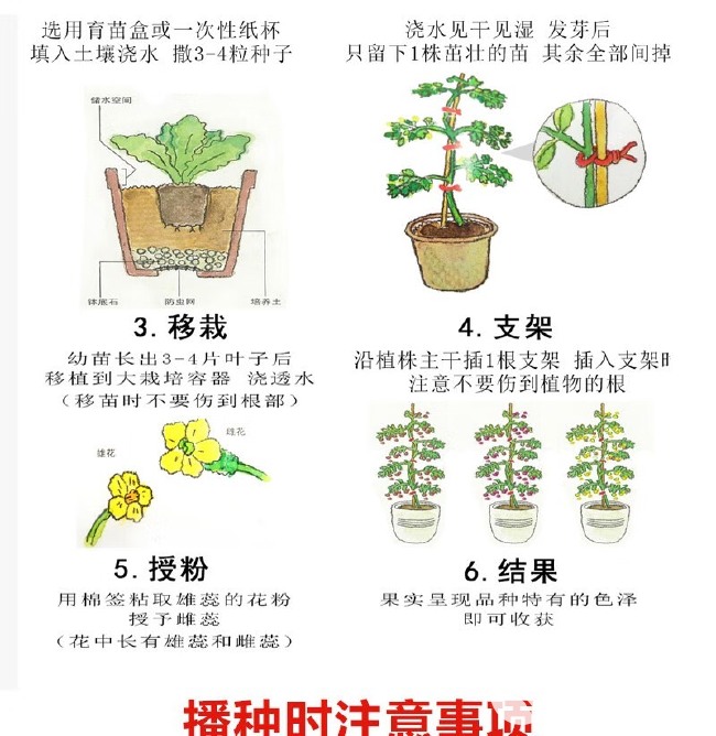 川地特花叶大棒菜种子早熟耐肥耐寒抗病脆嫩爽口棒菜籽大田用种孑