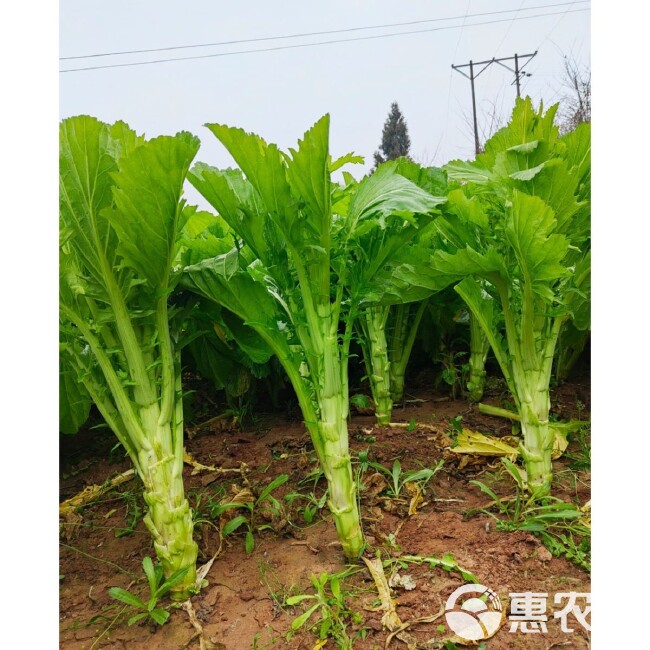 川地特花叶大棒菜种子早熟耐肥耐寒抗病脆嫩爽口棒菜籽大田用种孑