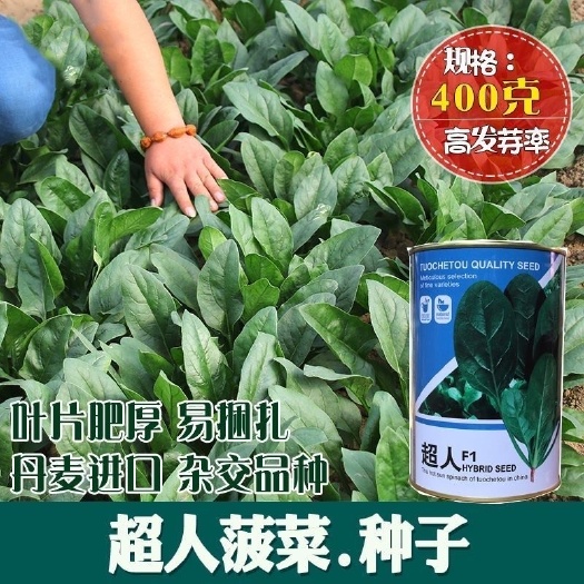 拖车头超人圆叶菠菜种子中早熟四季高产厚嫩耐抽苔基地大田菠菜籽