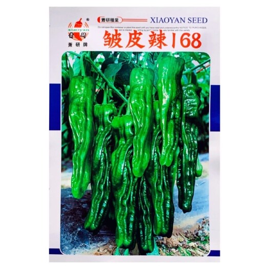 沭阳县萧研皱皮辣家庭专用口感型小皱皮辣椒常规籽羊角皮薄高产辣味香浓