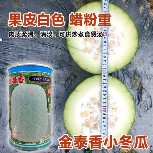 沭阳县金泰香冬瓜种子中早熟冬瓜种籽粉皮冬瓜种子蔬菜种子春季高产抗病