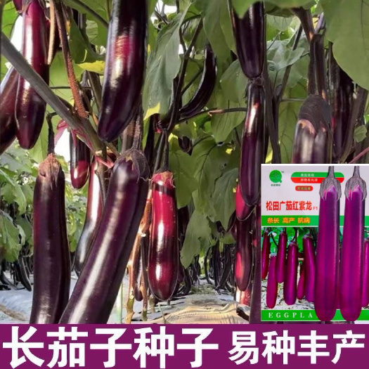 沭阳县松田广茄红紫龙长茄种子抗病四季种早熟广茄基地茄子种籽高产条长