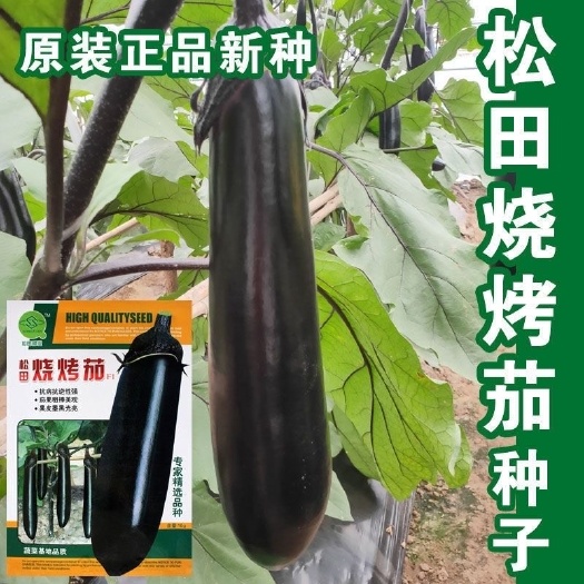 沭阳县松田烧烤茄种子黑皮粗棒紫红油亮茄种子烧烤长茄籽细嫩香糯口感好