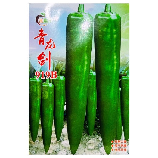 沭阳县青龙剑919B早熟大果青皮尖椒基地种子高产速生长辣椒种子抗病