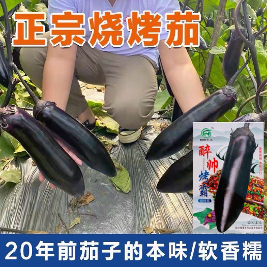 沭阳县醉帅烤霸早中熟烧烤型墨茄大果品种抗病高产口感好紫黑长茄子种子