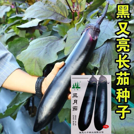 沭阳县三月茄茄子种子早熟高产抗病强耐贮运抗逆春秋播茄子种籽大田种孑
