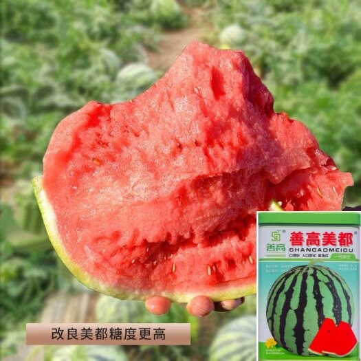 沭阳县正宗美都西瓜种子红瓤耐裂超甜西瓜种子薄皮耐运输抗病美都西瓜种