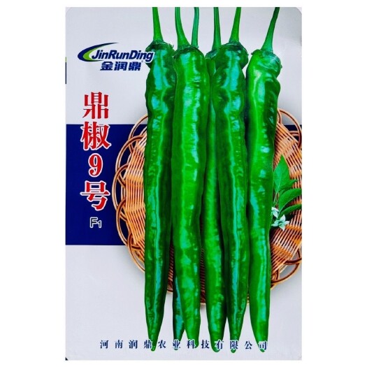 沭阳县鼎椒9号 辣椒种子中早熟青红果羊角椒辣味浓郁高产抗病大田基地