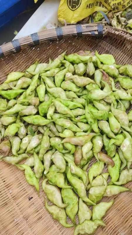仙桃市湖北仙桃新鲜水生菜菱角批发供货现摘现发