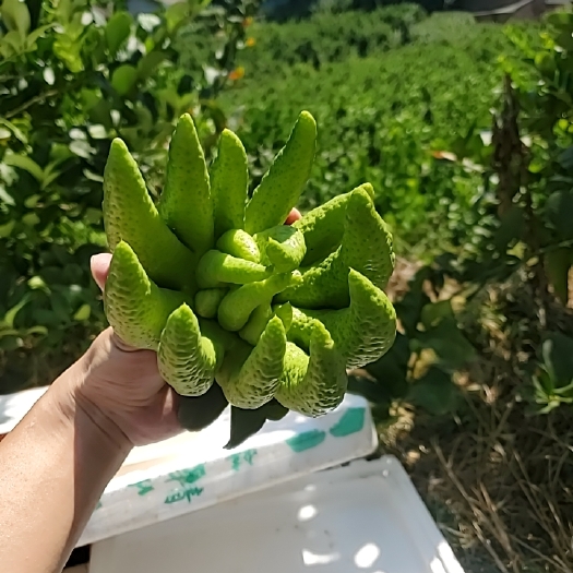 昆明云佛手大量现货 支持一件代发