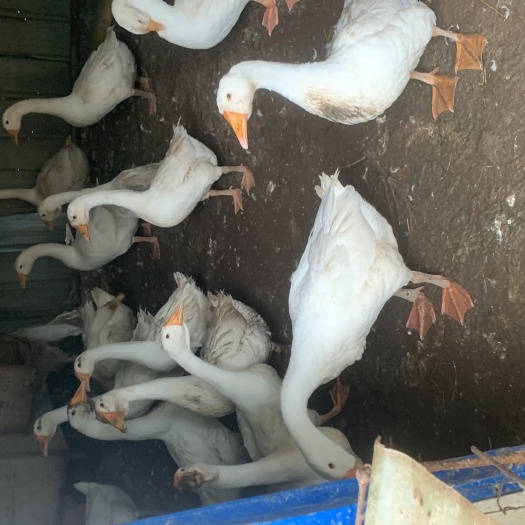 濉溪县散养三花鹅个大肉肥