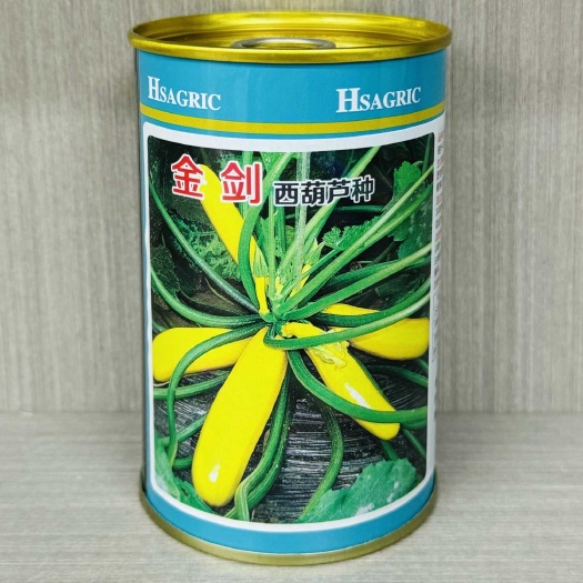 沭阳县金剑西葫芦种子果实金黄色大田基地种植速生长西葫芦种子高产抗病