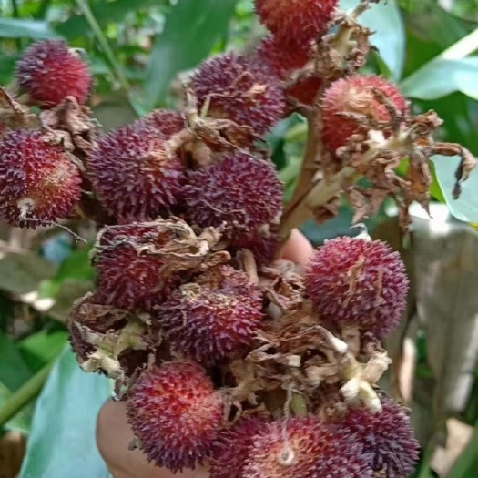 肇庆砂仁根